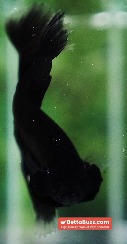 Betta fish Super Black Hole Hawk OHM - Image 7