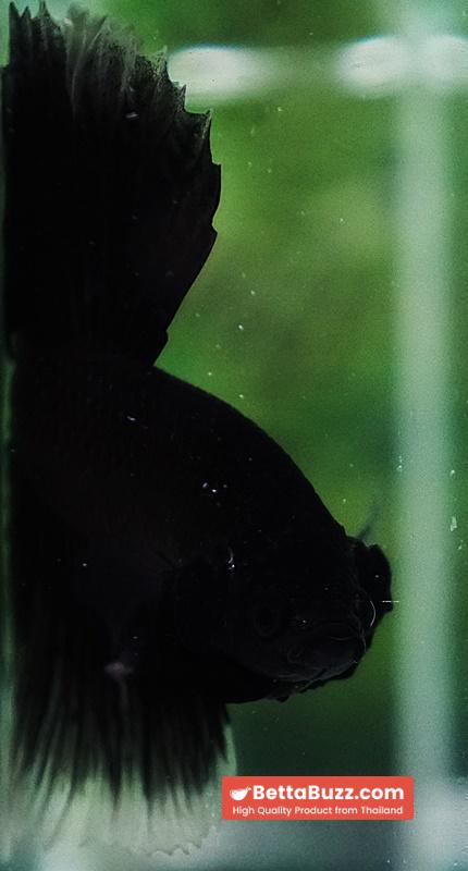 Betta fish Super Black Hole Hawk OHM - Image 8