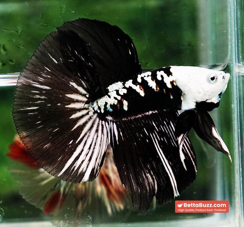 Betta fish HM Shadow Black Samurai Zombie Helmet (Rare) - Image 6