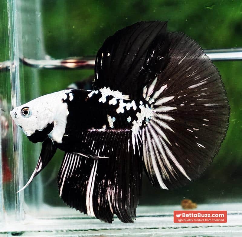 Betta fish HM Shadow Black Samurai Zombie Helmet (Rare) - Image 5