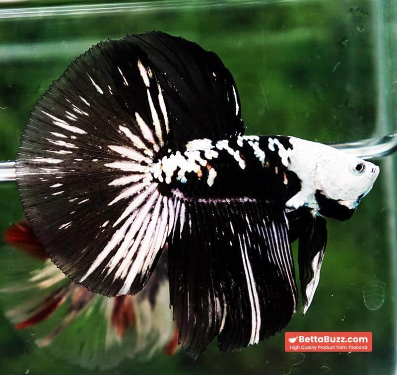 Betta fish HM Shadow Black Samurai Zombie Helmet (Rare) - Image 2