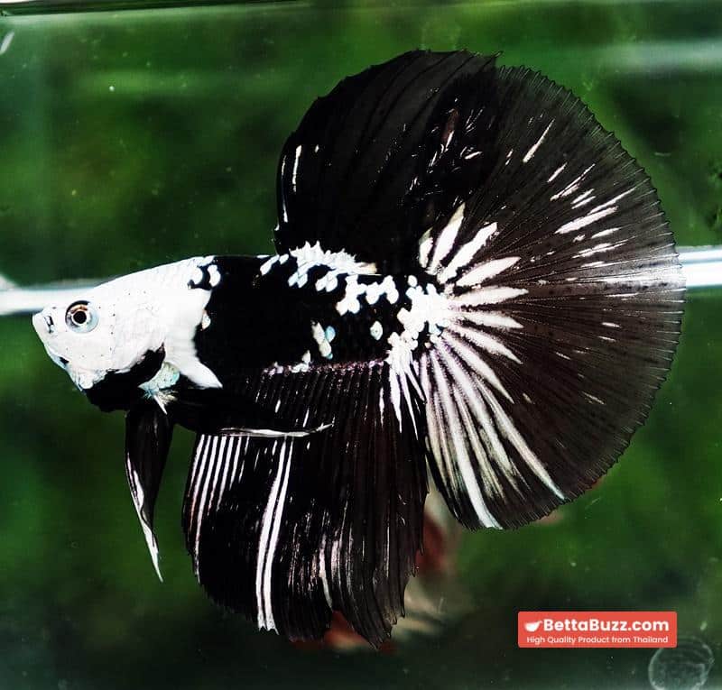 Betta fish HM Shadow Black Samurai Zombie Helmet (Rare) - Image 3