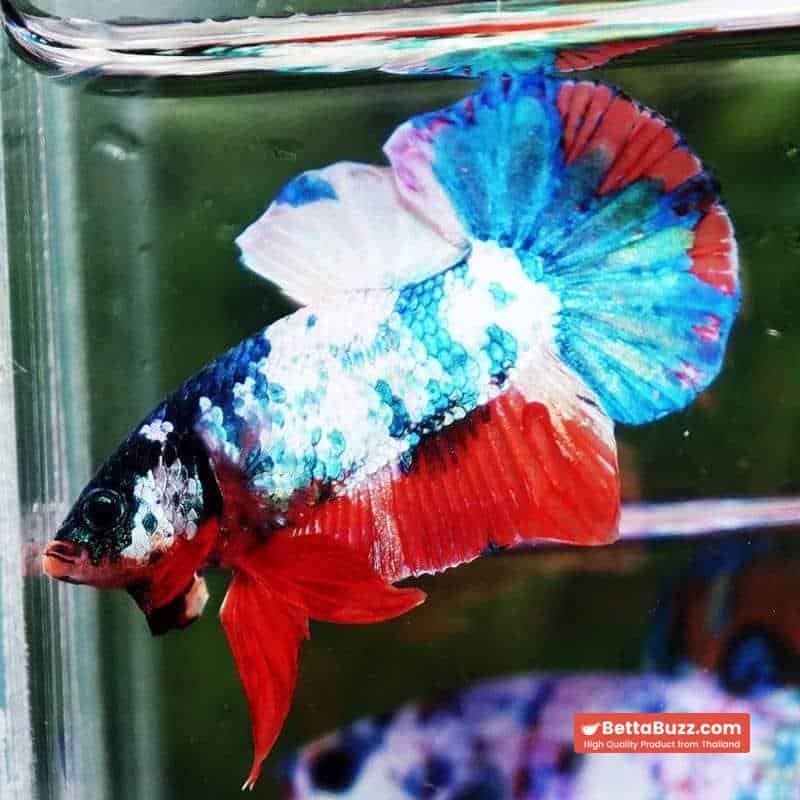 Betta fish HMPK Emerald Candy Marble - Image 4