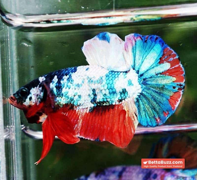 Betta fish HMPK Emerald Candy Marble - Image 2