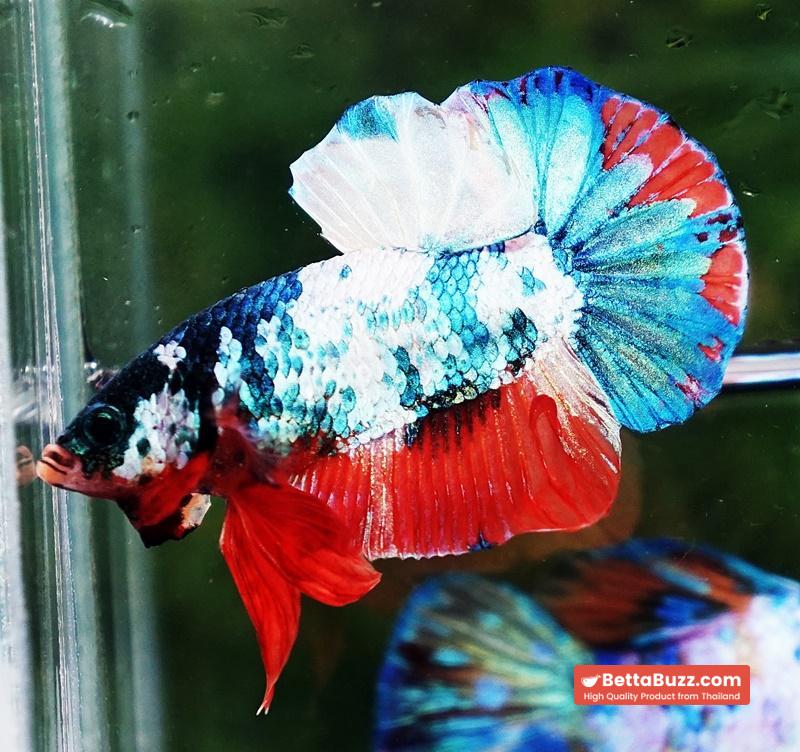Betta fish HMPK Emerald Candy Marble - Image 6