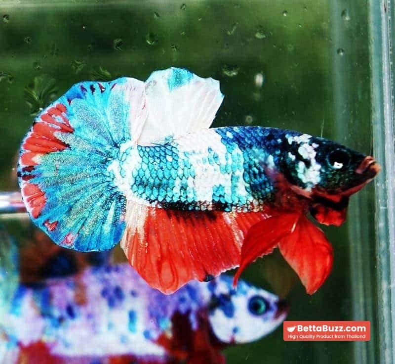 Betta fish HMPK Emerald Candy Marble - Image 5