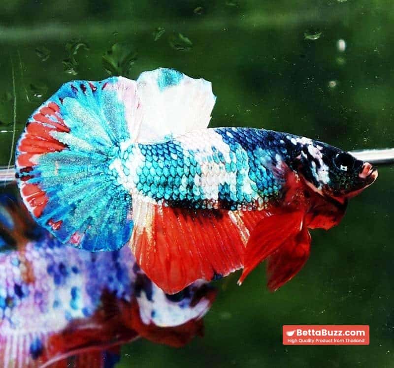 Betta fish HMPK Emerald Candy Marble - Image 3