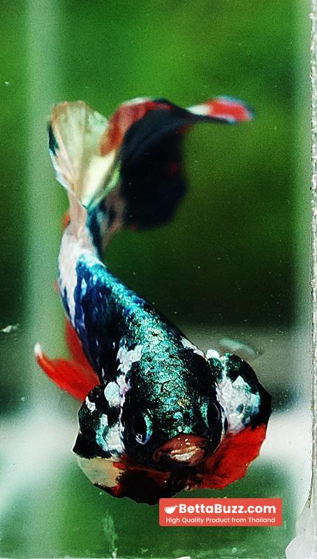 Betta fish HMPK Emerald Candy Marble - Image 7