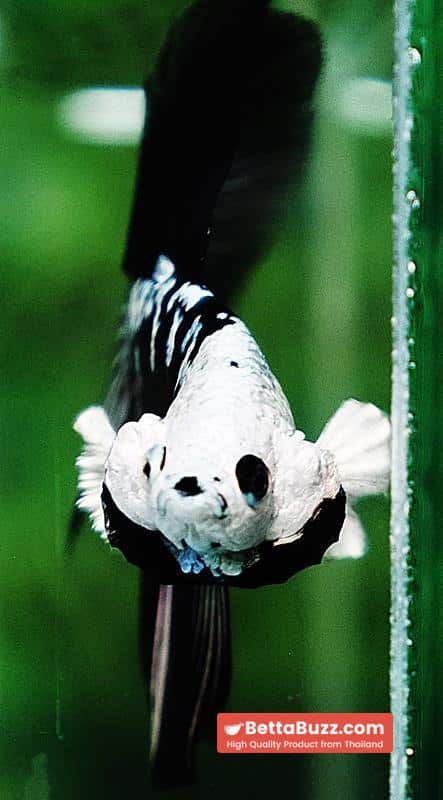 Betta fish HM Shadow Black Samurai Zombie Helmet (Rare) - Image 7