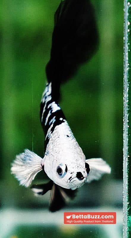 Betta fish HM Shadow Black Samurai Zombie Helmet (Rare) - Image 8