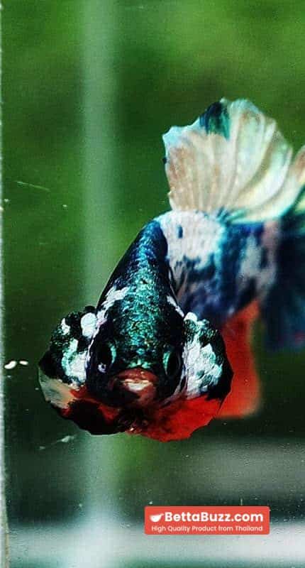 Betta fish HMPK Emerald Candy Marble - Image 8