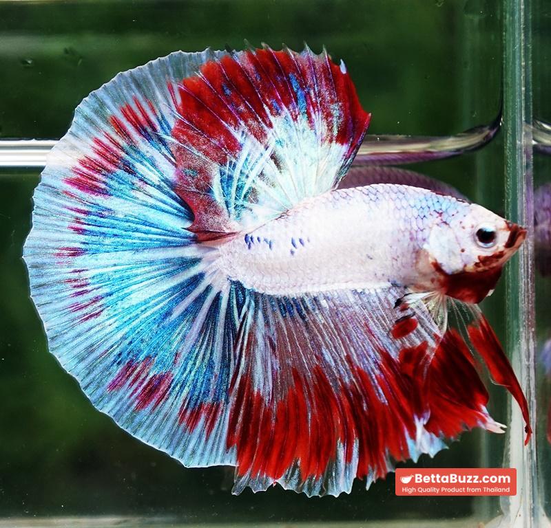 Betta fish OHM Fancy Captian America Sky Hawk - Image 3