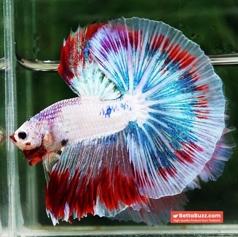 Betta fish OHM Fancy Captian America Sky Hawk - Image 7