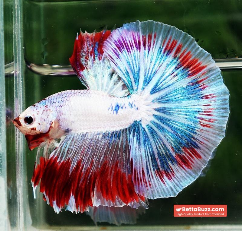 Betta fish OHM Fancy Captian America Sky Hawk - Image 4