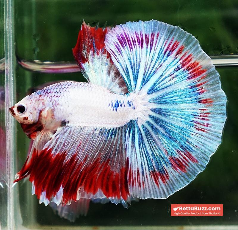 Betta fish OHM Fancy Captian America Sky Hawk - Image 2