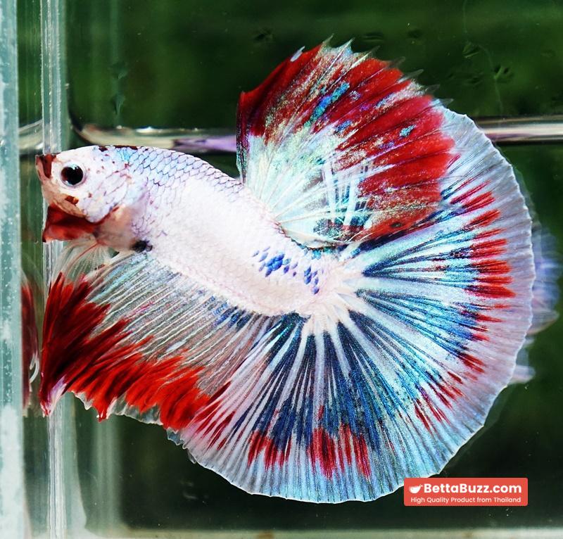 Betta fish OHM Fancy Captian America Sky Hawk - Image 6
