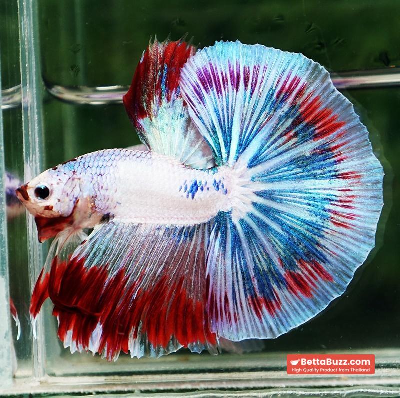 Betta fish OHM Fancy Captian America Sky Hawk - Image 8
