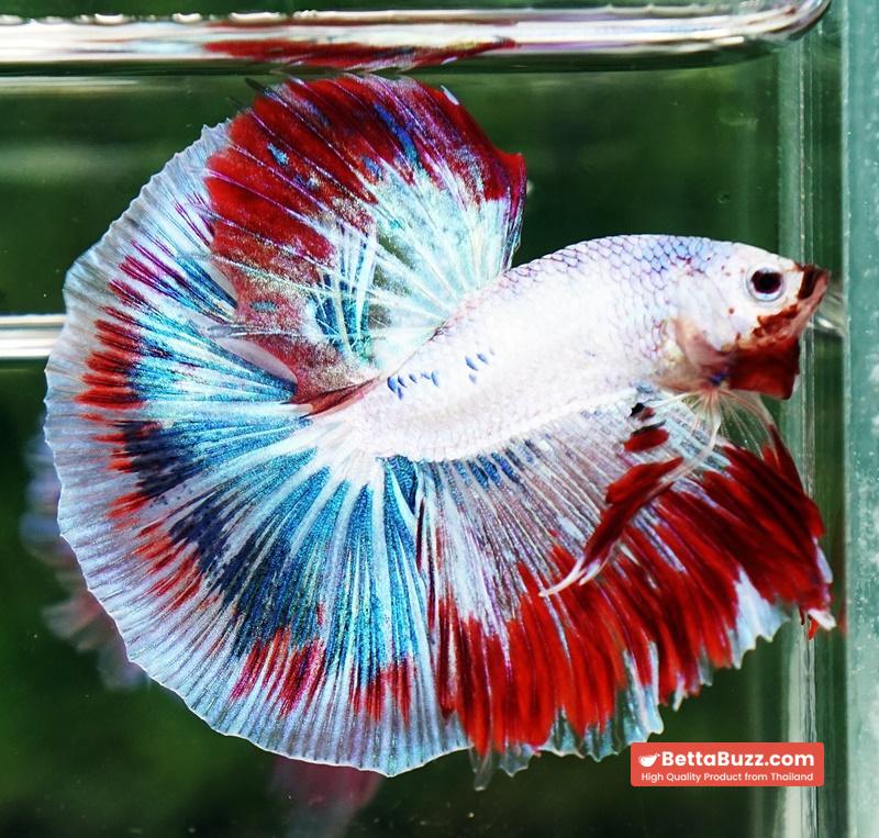 Betta fish OHM Fancy Captian America Sky Hawk - Image 5