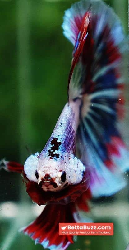 Betta fish OHM Fancy Captian America Sky Hawk - Image 9