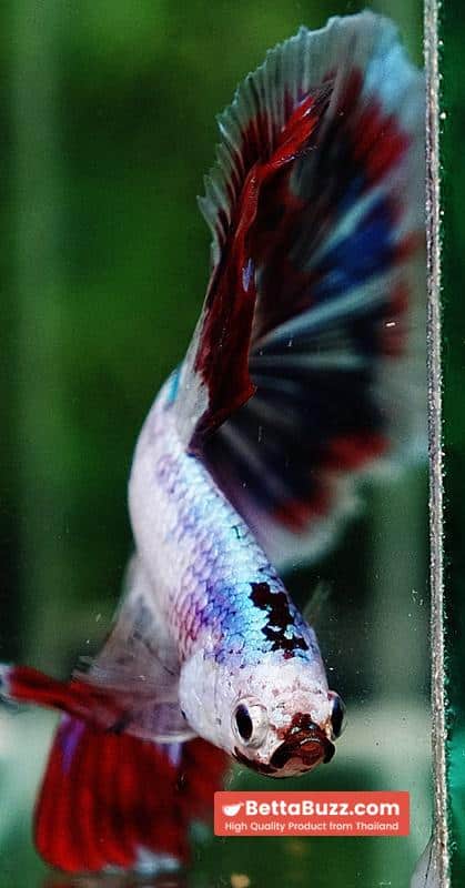 Betta fish OHM Fancy Captian America Sky Hawk - Image 11