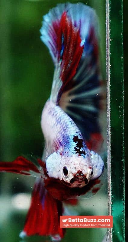 Betta fish OHM Fancy Captian America Sky Hawk - Image 10