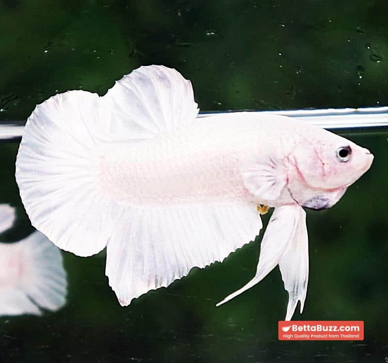 Betta fish HMPK Prince of The White - Image 3