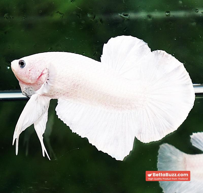 Betta fish HMPK Prince of The White - Image 2