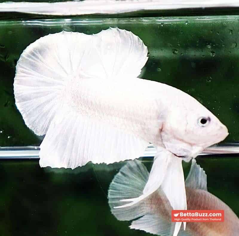 Betta fish HMPK Prince of The White - Image 5