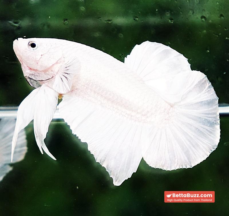 Betta fish HMPK Prince of The White - Image 4