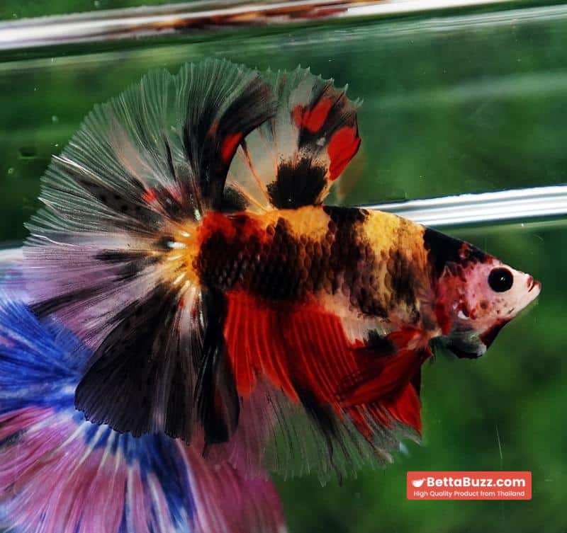 Betta fish OHM Tiger Black Nemo Sky Hawk - Image 4