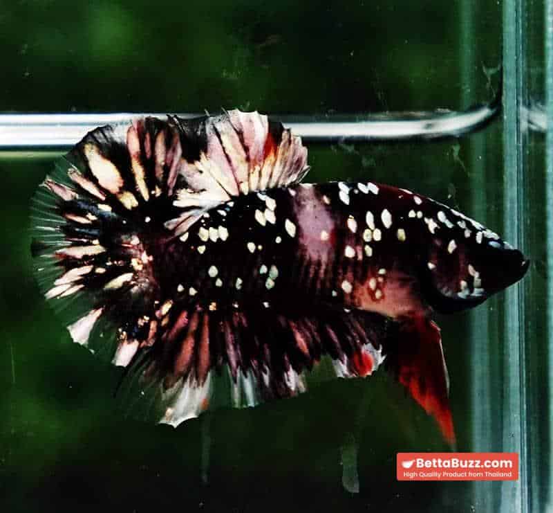 Betta fish HMPK The Dark Nebula (Rare & Comp Grade) - Image 3