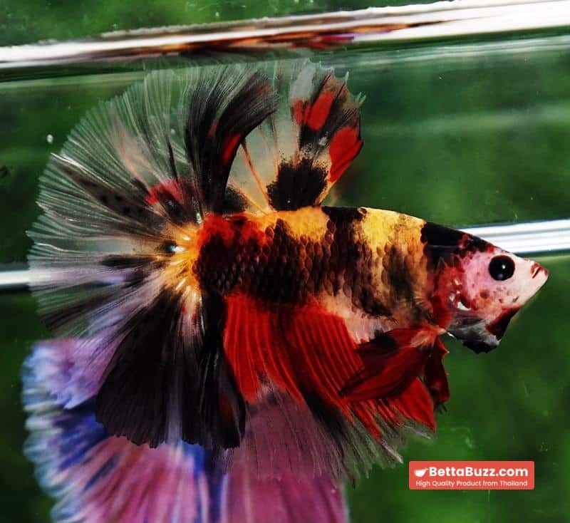 Betta fish OHM Tiger Black Nemo Sky Hawk - Image 2