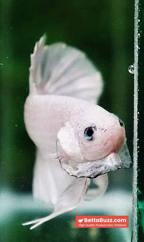 Betta fish HMPK Prince of The White - Image 6