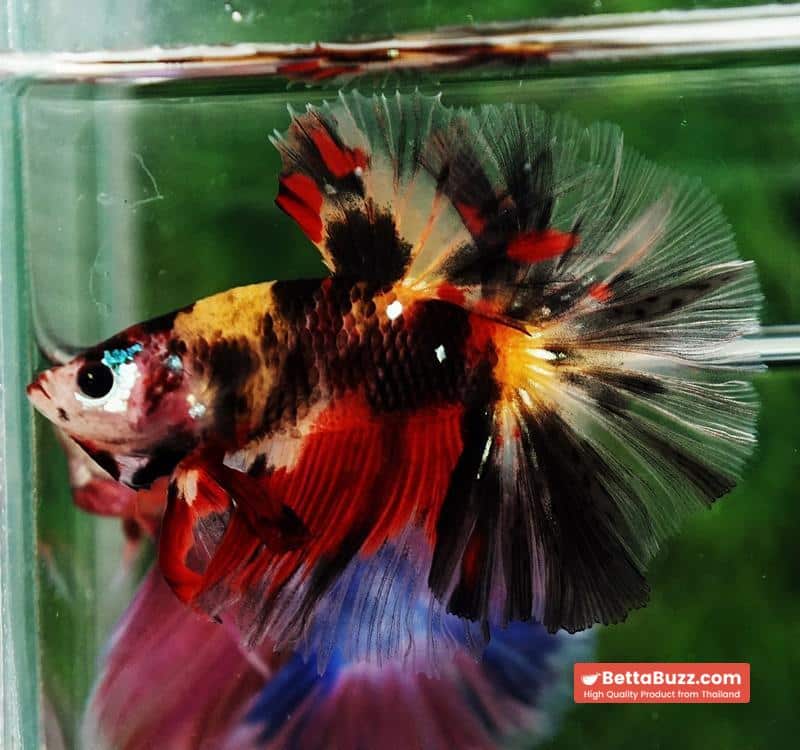 Betta fish OHM Tiger Black Nemo Sky Hawk - Image 3