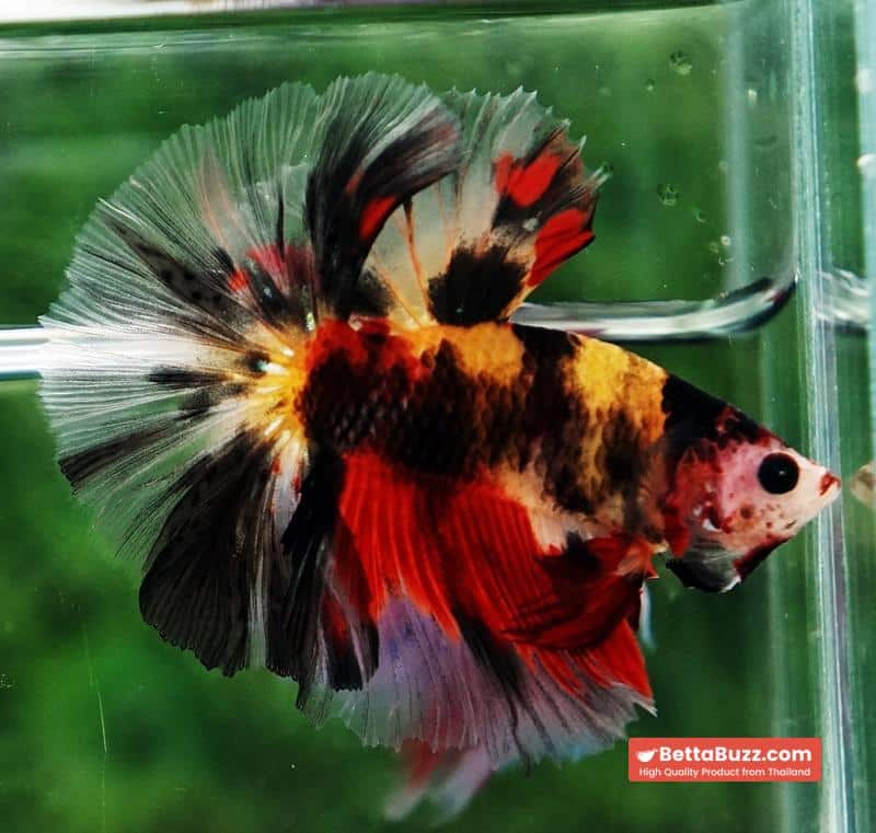 Betta fish OHM Tiger Black Nemo Sky Hawk - Image 6