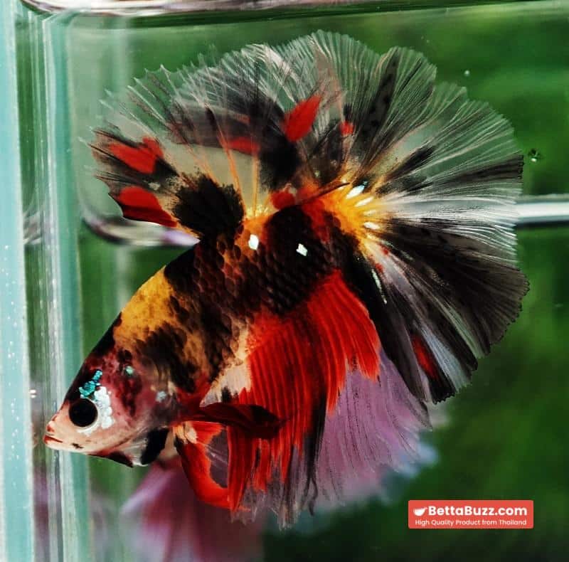 Betta fish OHM Tiger Black Nemo Sky Hawk - Image 5