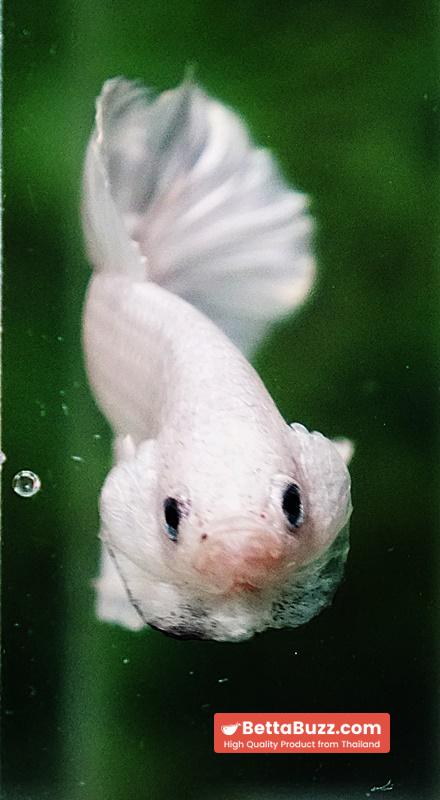 Betta fish HMPK Prince of The White - Image 7