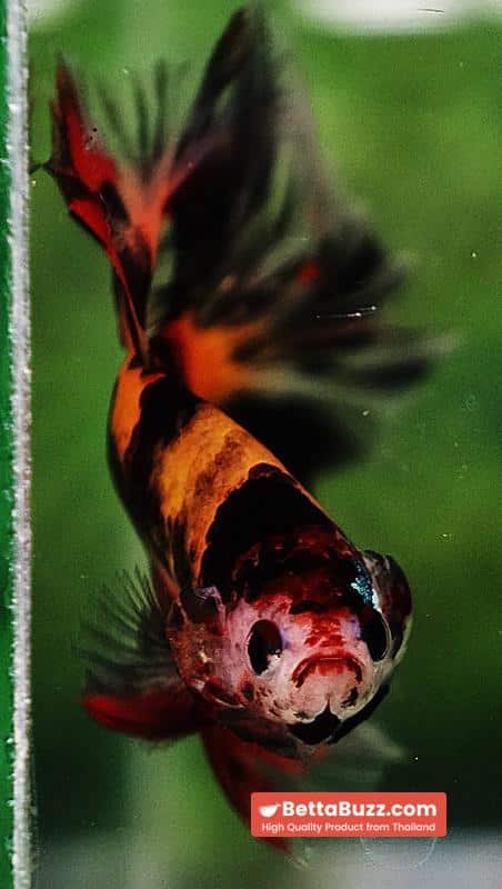 Betta fish OHM Tiger Black Nemo Sky Hawk - Image 7