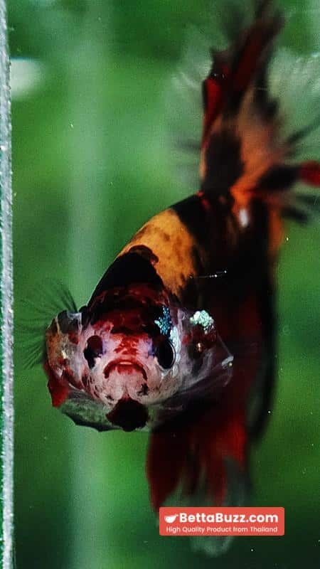 Betta fish OHM Tiger Black Nemo Sky Hawk - Image 8