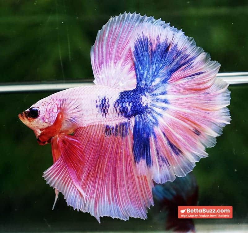 Betta fish OHM Magical Pink Blue Marble Rose tail - Image 4