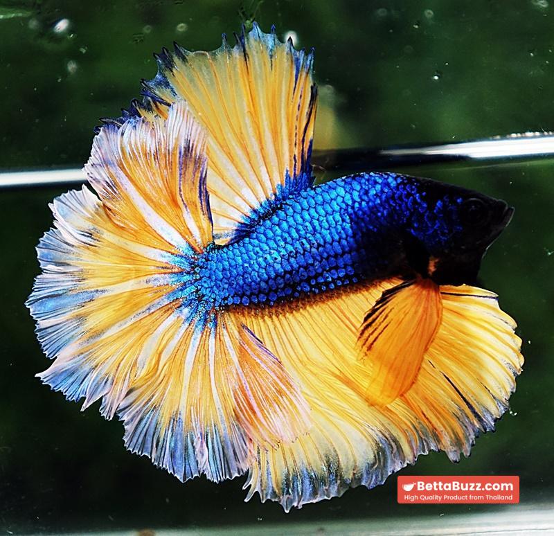 Betta fish OHM Blue Mustard Gas Sky Hawk White Ring - Image 4