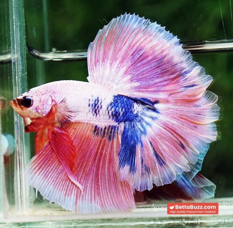 Betta fish OHM Magical Pink Blue Marble Rose tail - Image 6