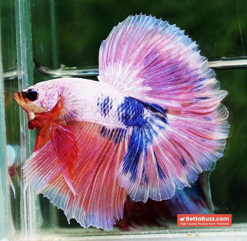Betta fish OHM Magical Pink Blue Marble Rose tail - Image 3