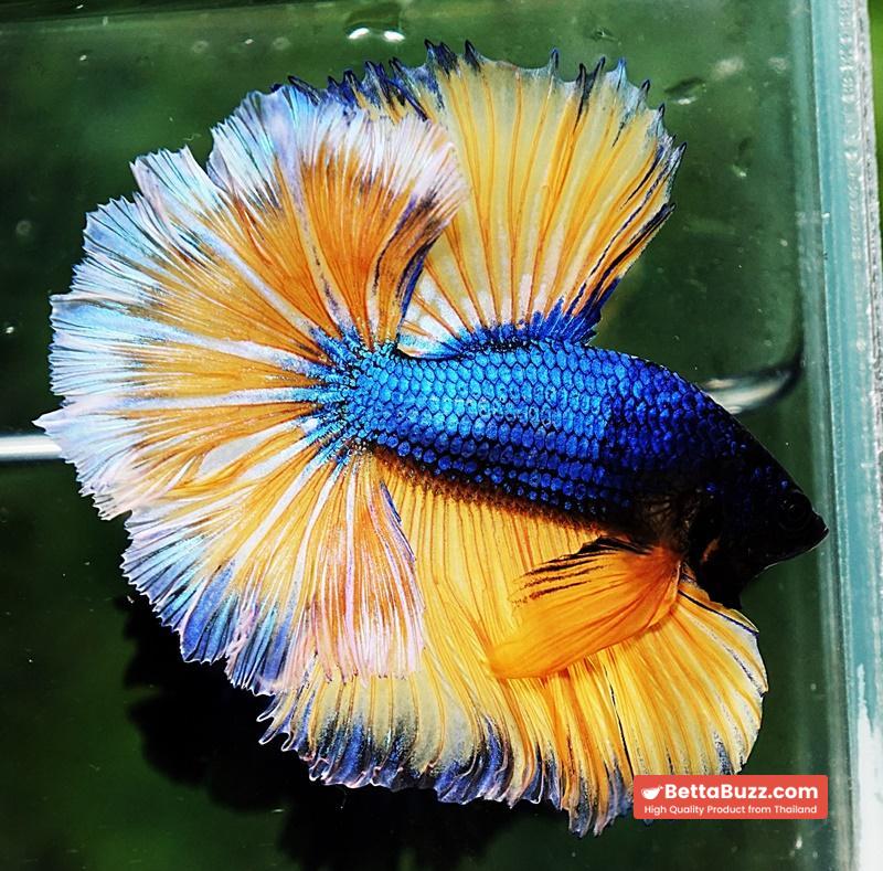 Betta fish OHM Blue Mustard Gas Sky Hawk White Ring - Image 6