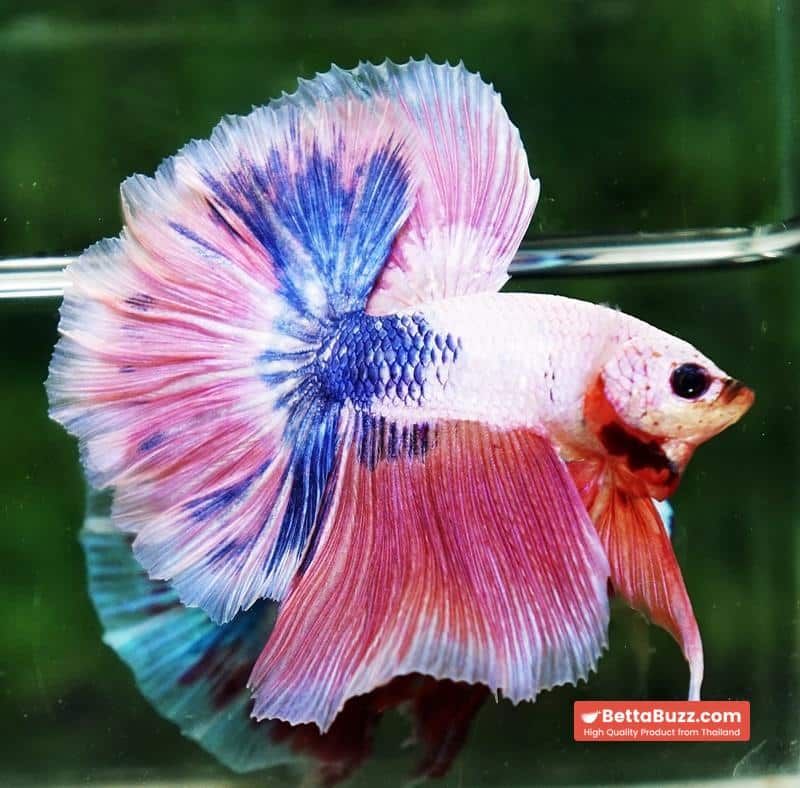 Betta fish OHM Magical Pink Blue Marble Rose tail - Image 5