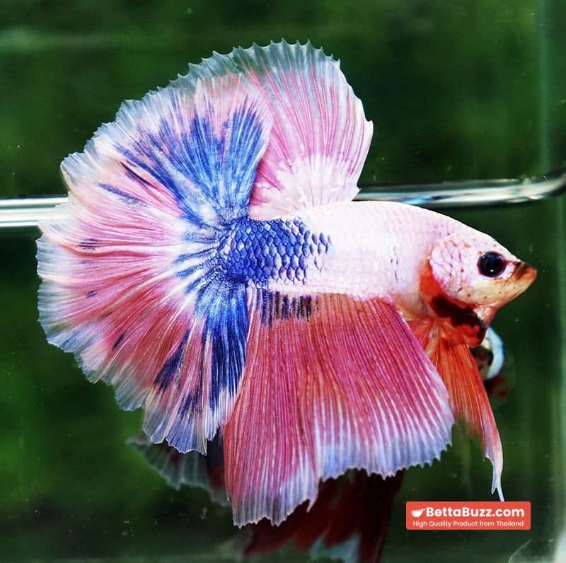 Betta fish OHM Magical Pink Blue Marble Rose tail - Image 2