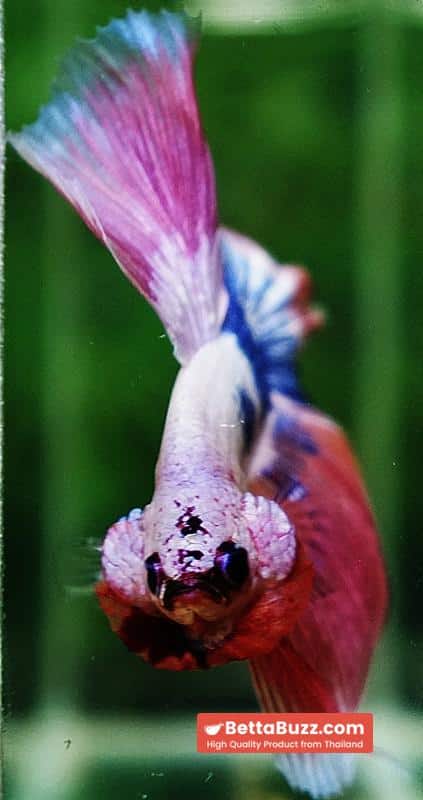 Betta fish OHM Magical Pink Blue Marble Rose tail - Image 7