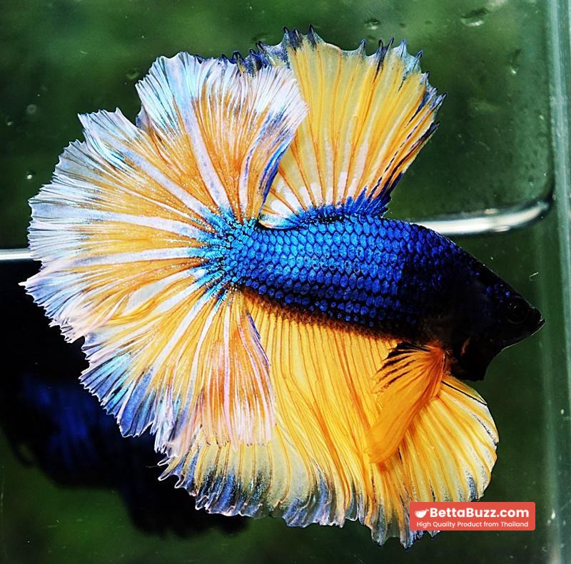 Betta fish OHM Blue Mustard Gas Sky Hawk White Ring - Image 7