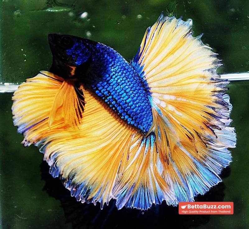 Betta fish OHM Blue Mustard Gas Sky Hawk White Ring - Image 5