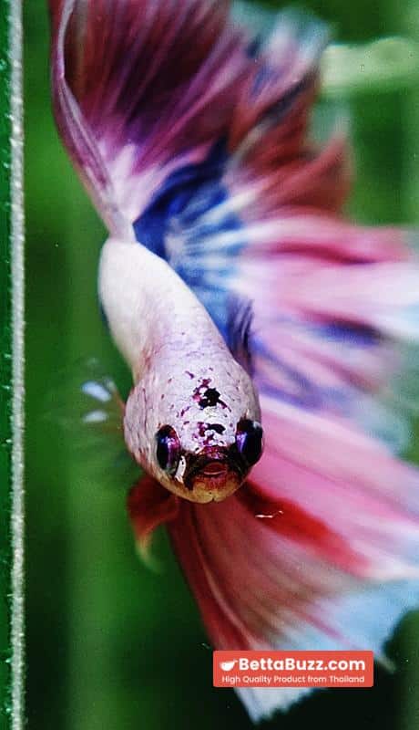 Betta fish OHM Magical Pink Blue Marble Rose tail - Image 8